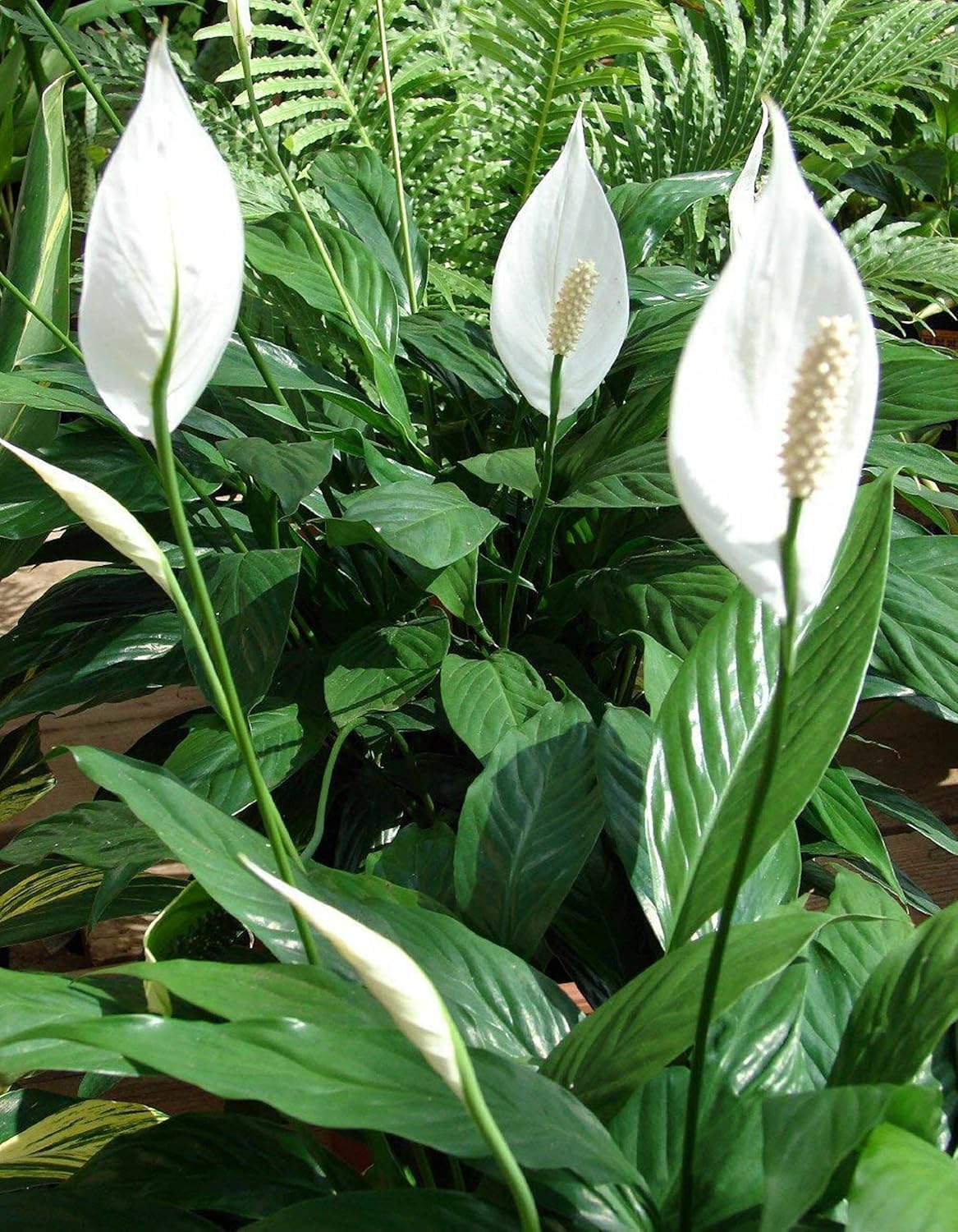 Peace Lily Plant Spathyphyllium 6inch Pot