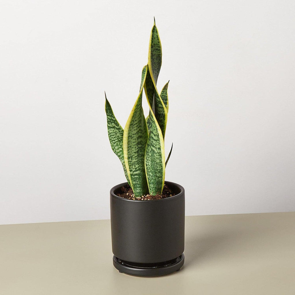 Snake Plant Laurentii Live Indoor Plant Easy Care Natural Décor M3993