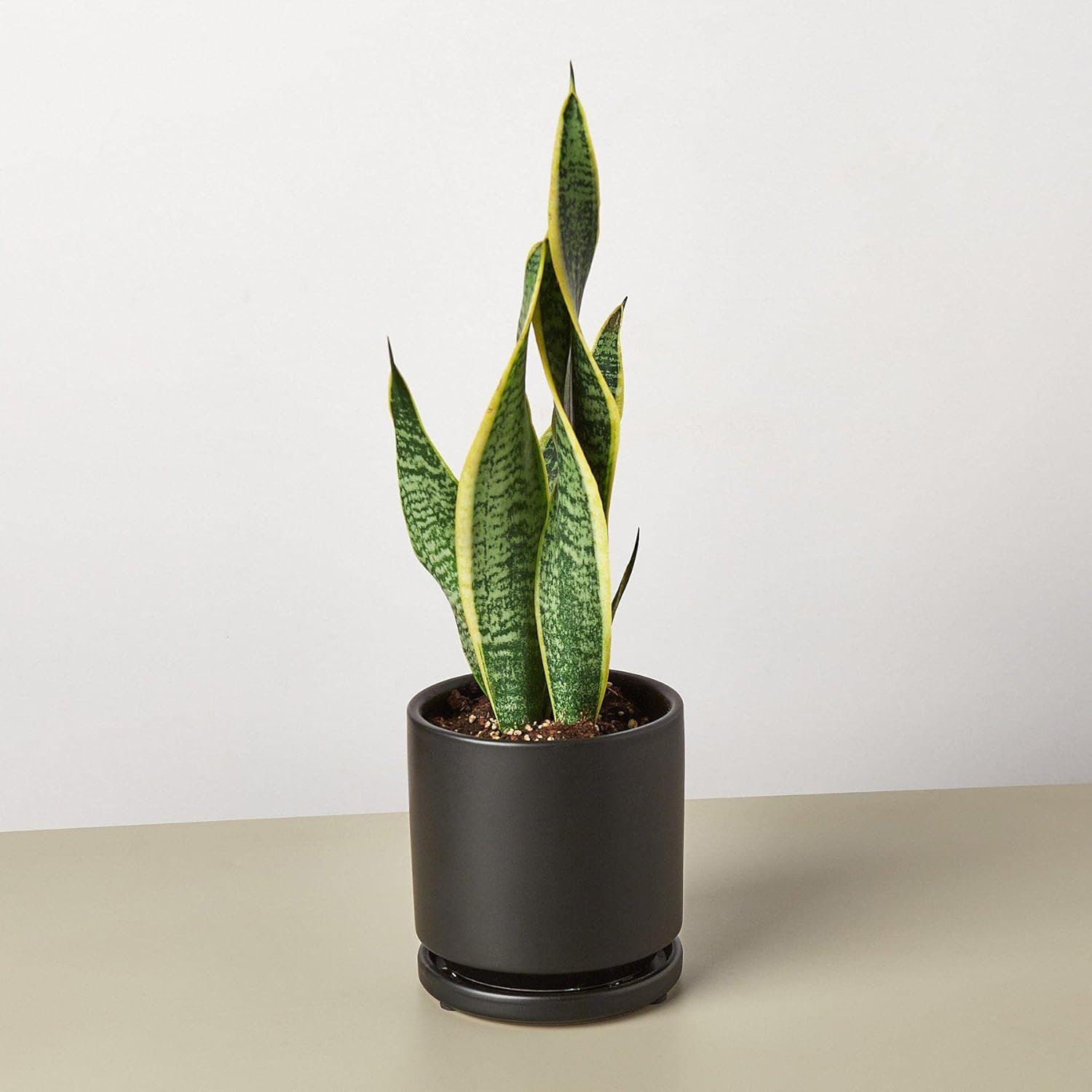 Snake Plant Laurentii Live Indoor Plant Easy Care Natural Décor M3993