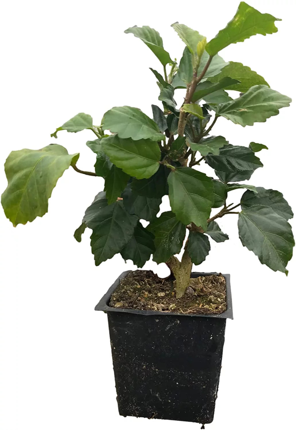 Tropical Orange Hibiscus in a 4" Pot M173