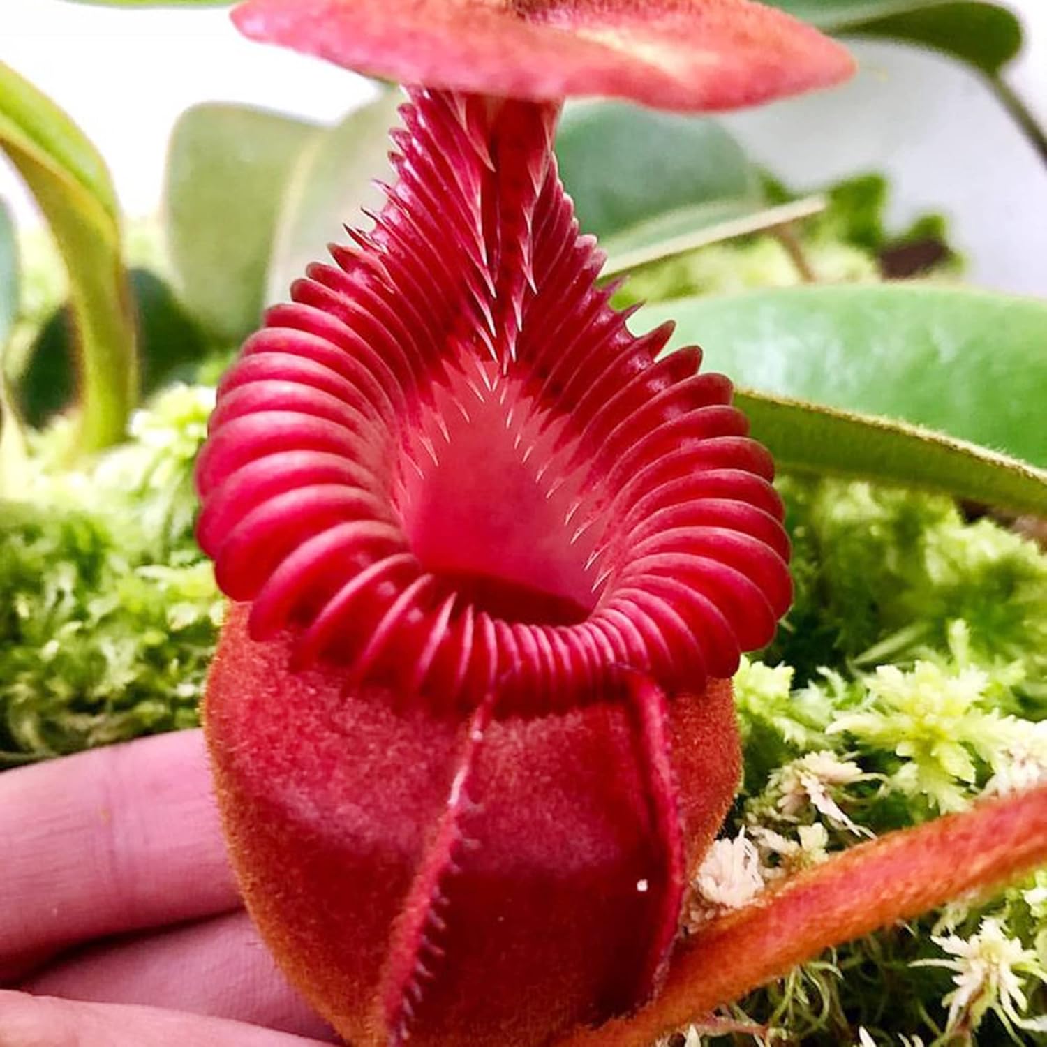 Giant Tropical Pitcher Plant Seeds, Carnivorous Houseplant D87677