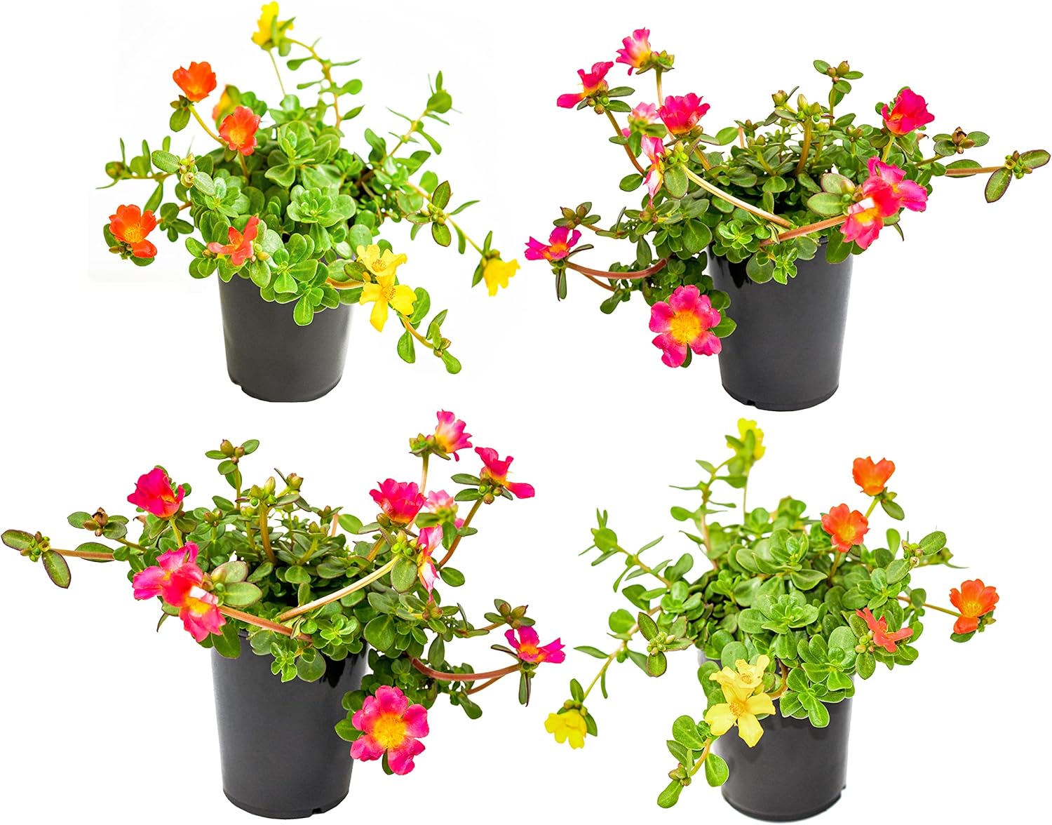 Purslane Portulaca Succulent Plants (4 Pack), Potted Live Flowers R806297
