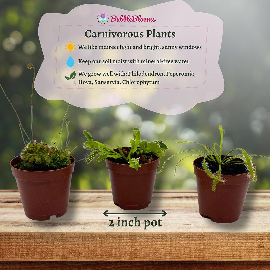 Carnivorous Plant Assortment Set, 5 Live Plants in 2 Inch Pots W4876