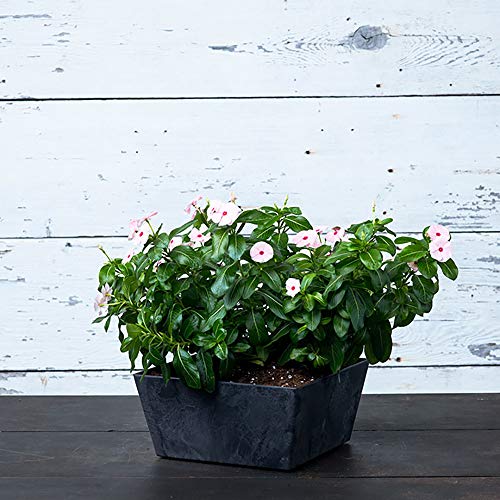 Low Square Planter, 12-Inch, Black D32070