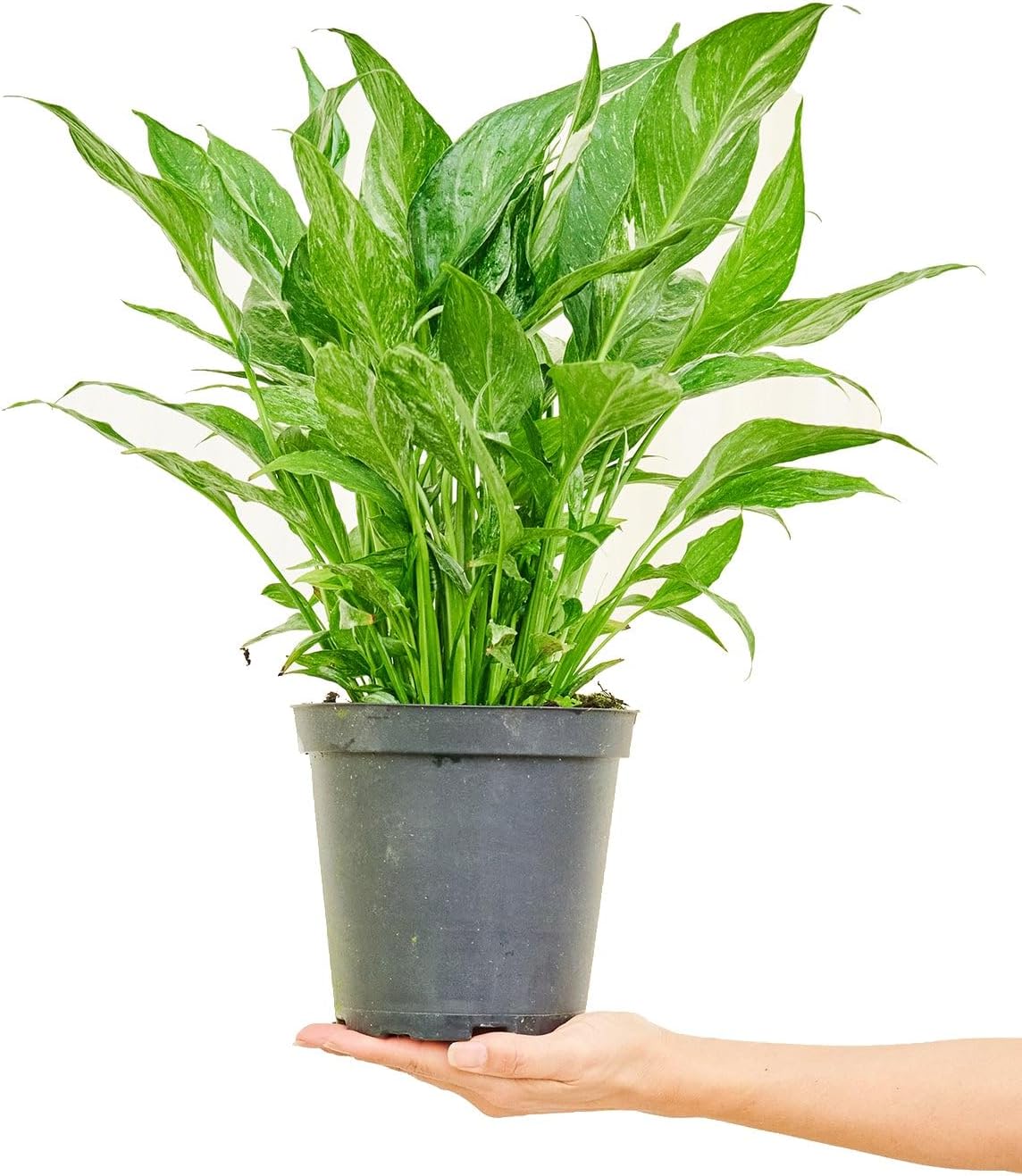 Variegated Peace Lily, Domino' 6" Pot - Spathiphyllum wallisii