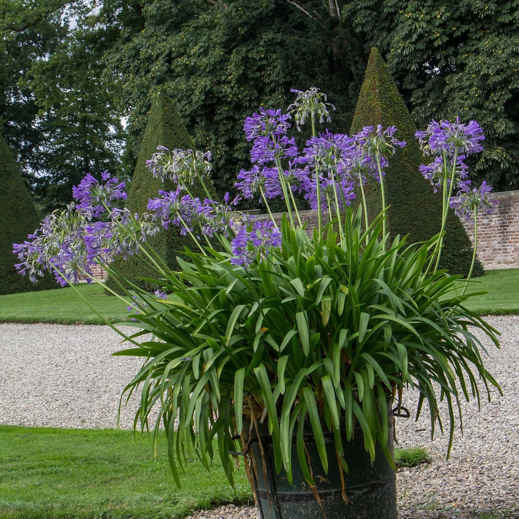 Purple Agapanthus Plant, 1 Gallon L8235