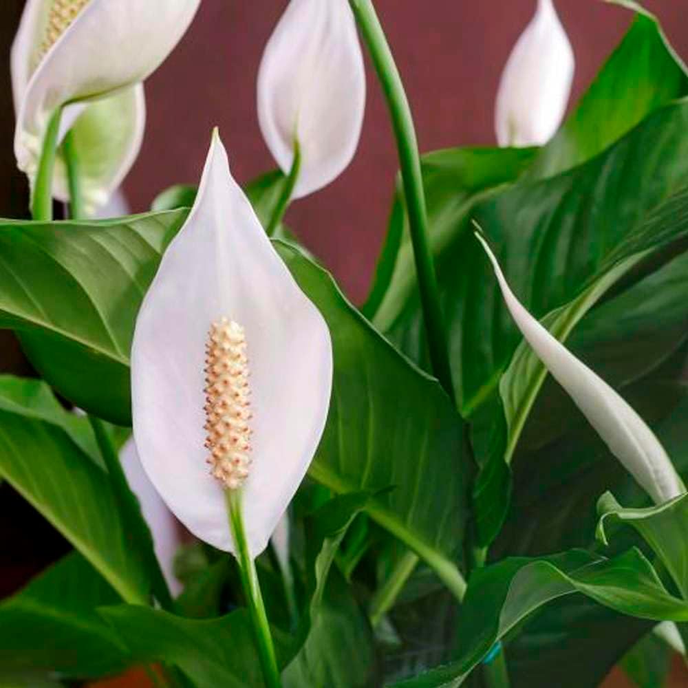 Peace Lily Live Plant in 4" & 6" Pot for Indoor Decor Q925
