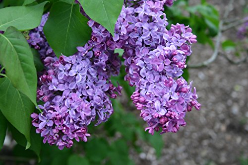Lilac Bush Live Plant 1-2 Feet Tall N517881