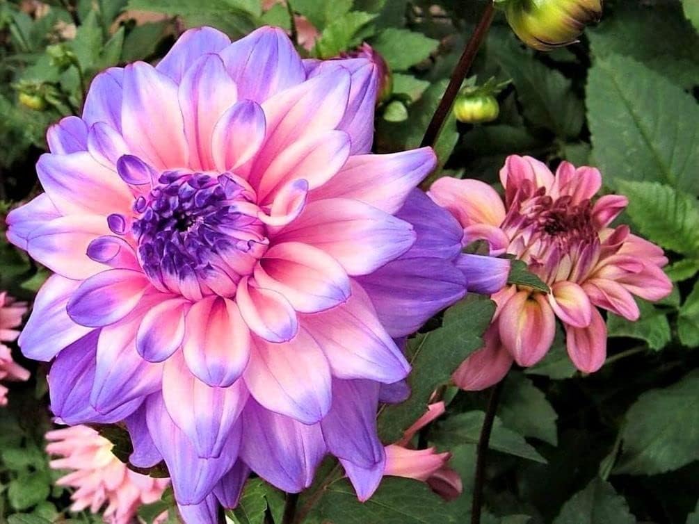 Rare Blue and White Dahlia Seeds Perennial Flowers W52030