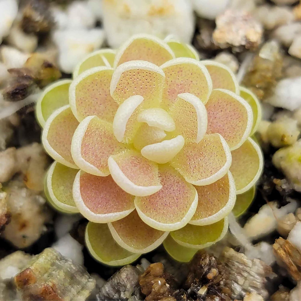 Mexican Butterwort Carnivorous Plant Seeds for Home Garden Q818