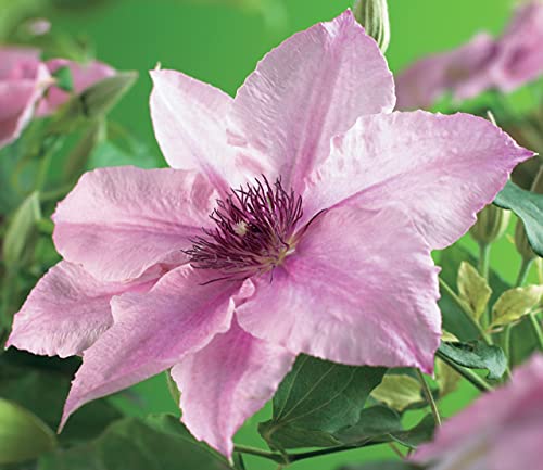 Clematis Pink Fantasy Live Plant in 4 Inch Growers Pot U623