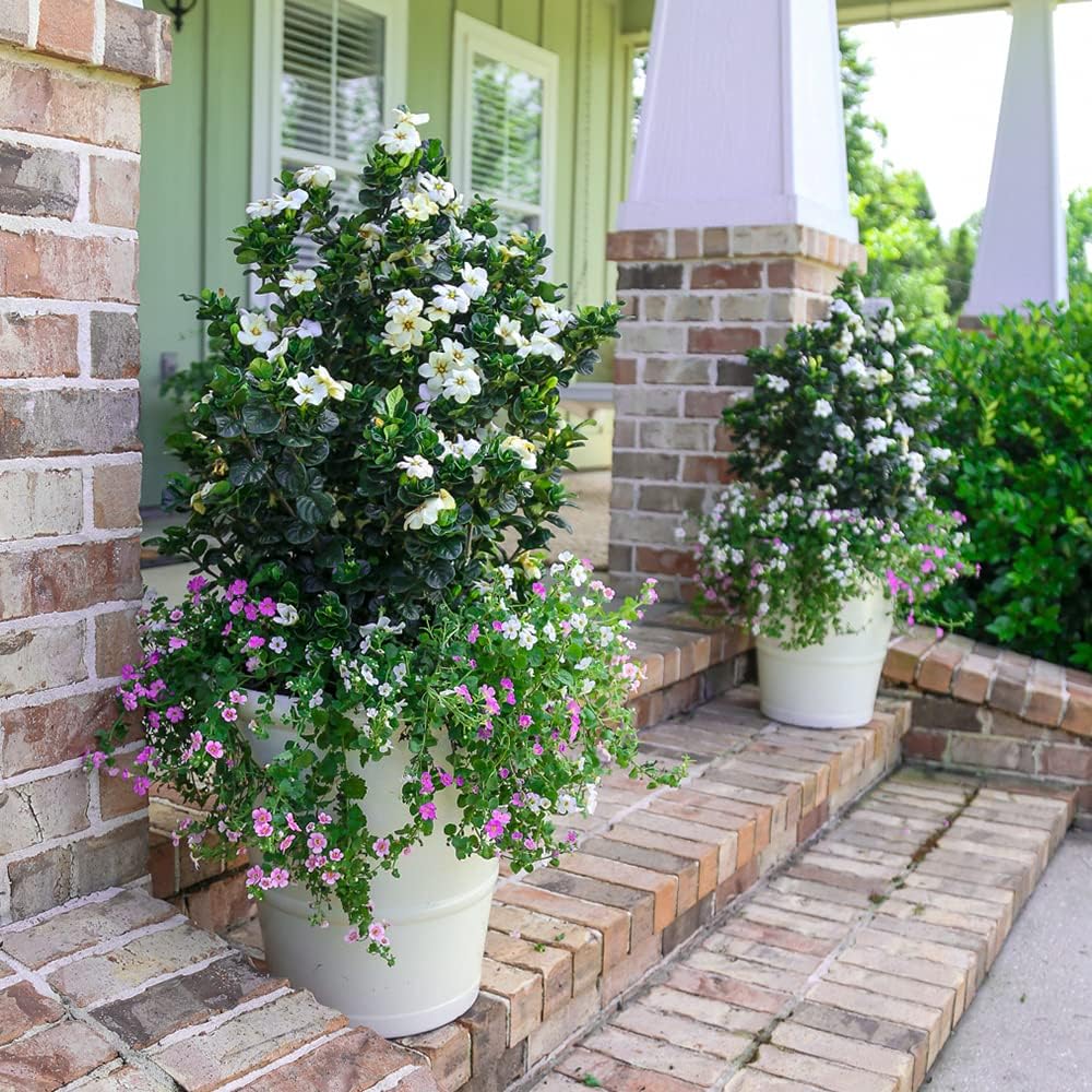 Diamond Spire Gardenia 2.5 Quart, White K794
