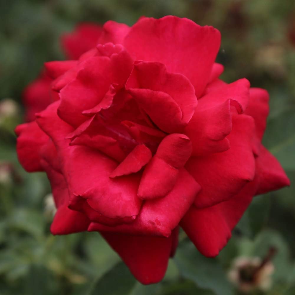 Nearly Thornless Red Rose Bush for Outdoor Planting D17901