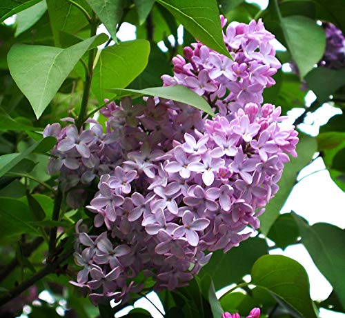 Lilac Bush Live Plant 1-2 Feet Tall N517881