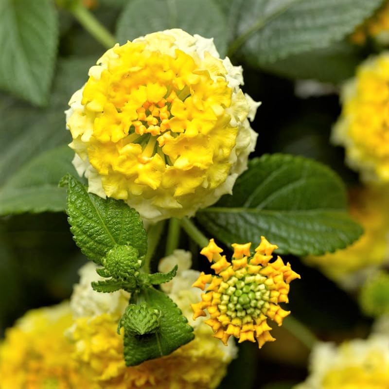 Lantana Live Plants for Outdoor Planting, 4 to 7 Inch Tall, 4 Inch Pot, Multicolor K14941