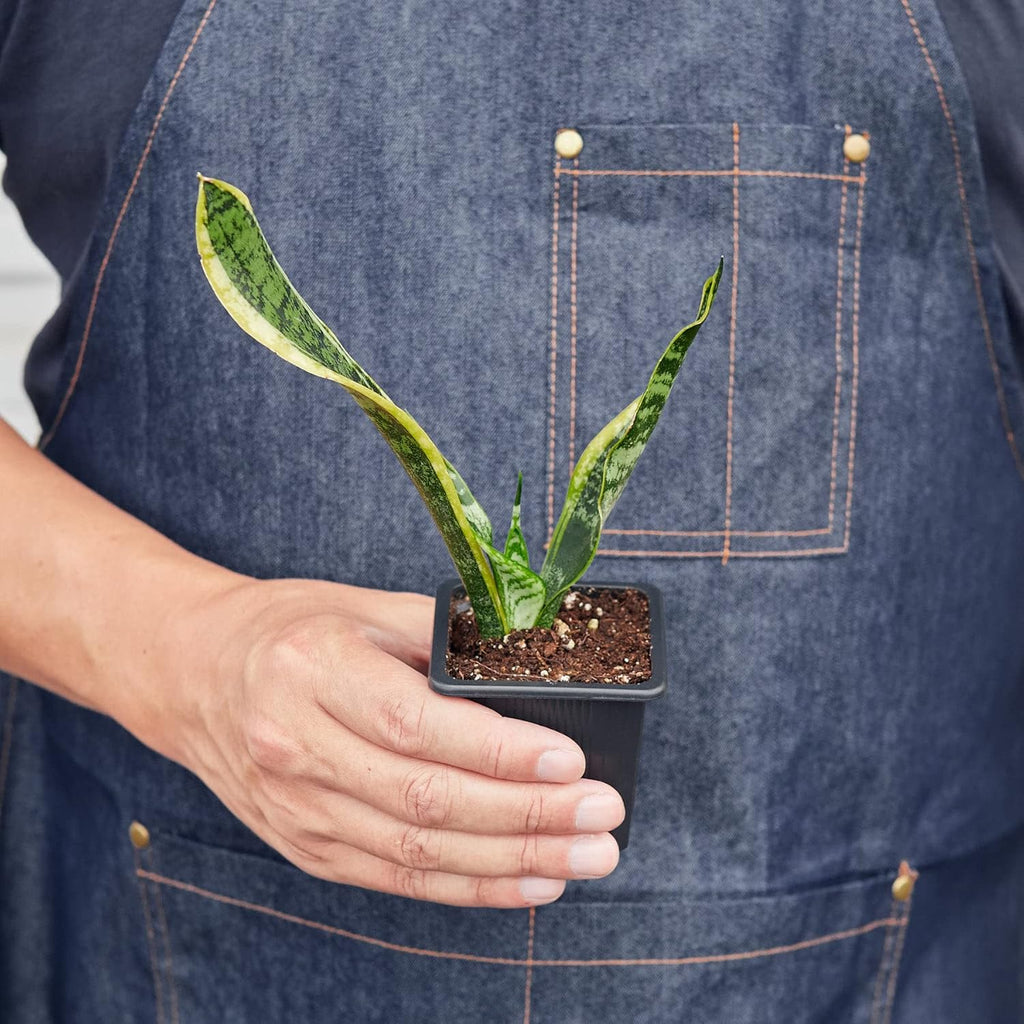 Snake Plant Laurentii Live Indoor Plant Easy Care Natural Décor M3993