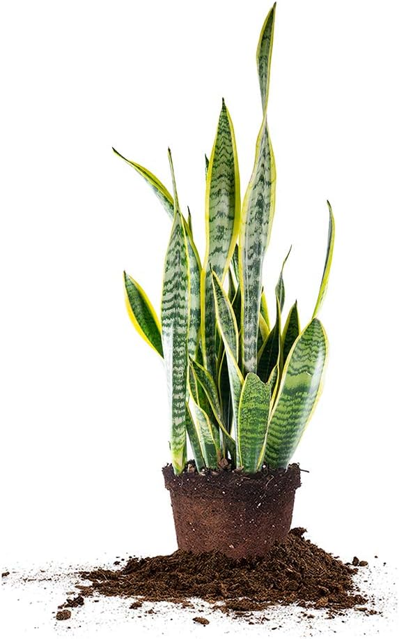 Perfect Plants Snake Plant Sansevieria Trifasciata Laurentii 16in Tall | Easy Care Houseplant | Perfect for Low to Bright Light Conditions, 6 in Grower's Pot