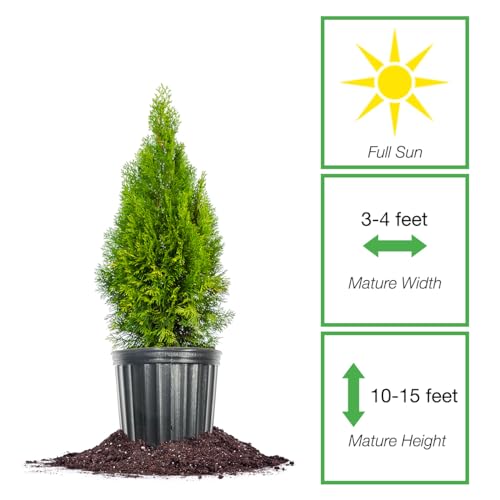 Emerald Green Arborvitae Privacy Hedge, 3 Gal. Grower's Pot N261359