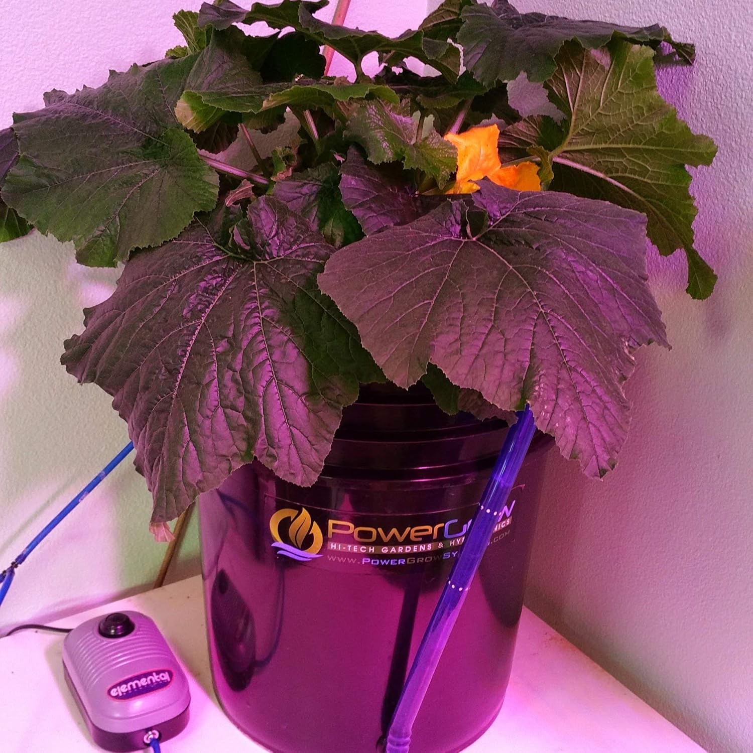 5 Gallon DWC Hydroponic Bucket Kit, 6 inch R5555