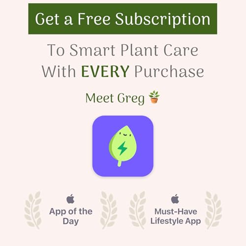 Peace Lily Live Plant, 6-Inch Pot, Indoor Air Purifier U86597