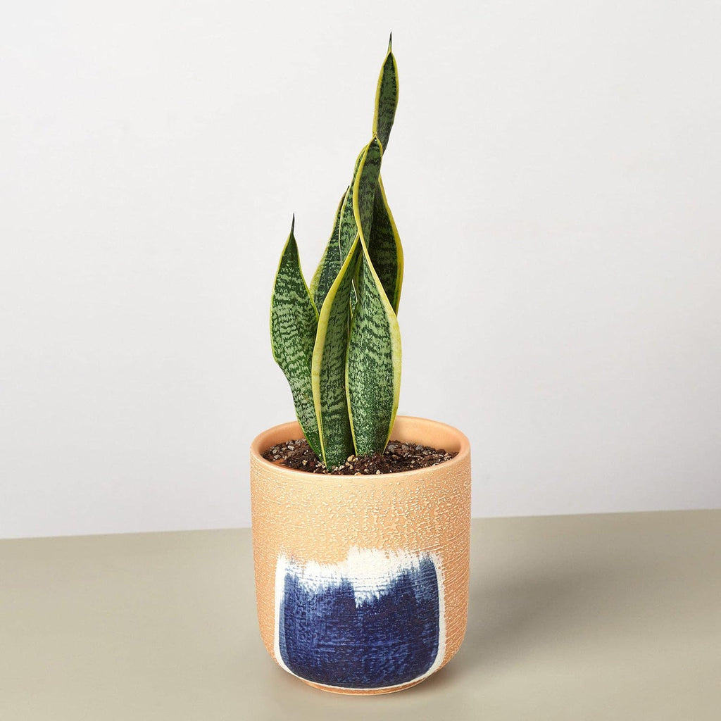 Snake Plant Laurentii Live Indoor Plant Easy Care Natural Décor M3993
