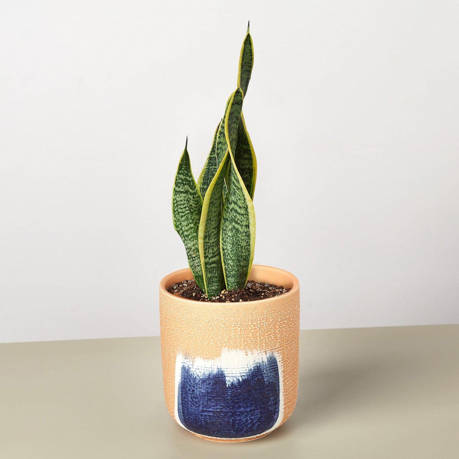 Snake Plant Laurentii Live Indoor Plant Easy Care Natural Décor M3993