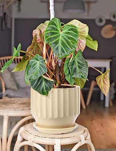 Ceramic Plant Pots 6 inch with Drainage Hole and Saucer, Set of 2, Creamy White K14152
