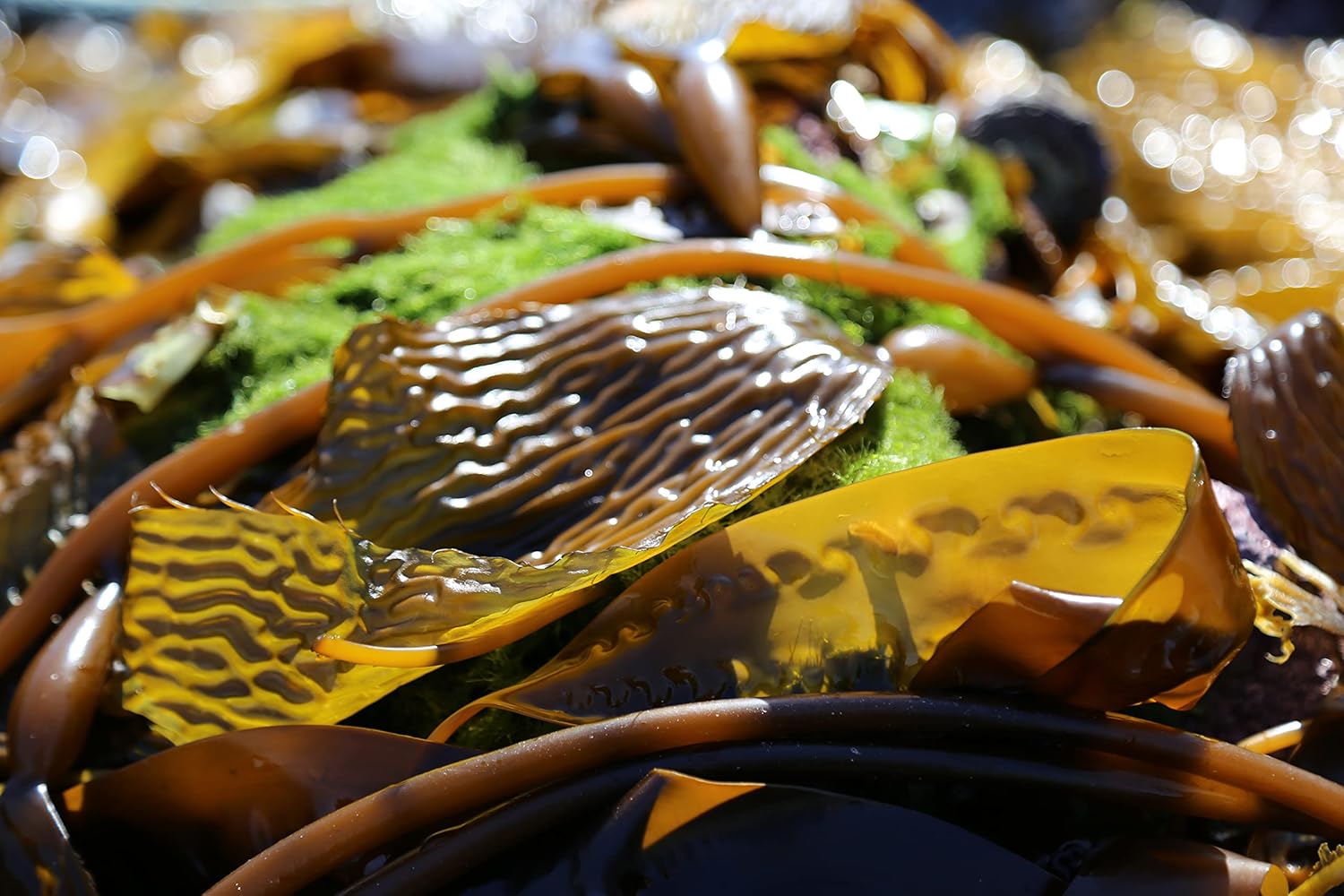 Organic Liquid Kelp Fertilizer for Indoor & Outdoor Plants Q9293