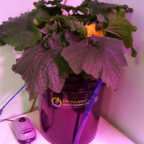 10 inch DWC Hydroponic Bucket Kit, 5 Gallon O111