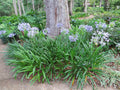 AGAPANTHUS BLUE, the lily with the BIG BLUE FLOWERS, attracts hummingbirds- Size: 1 gallon