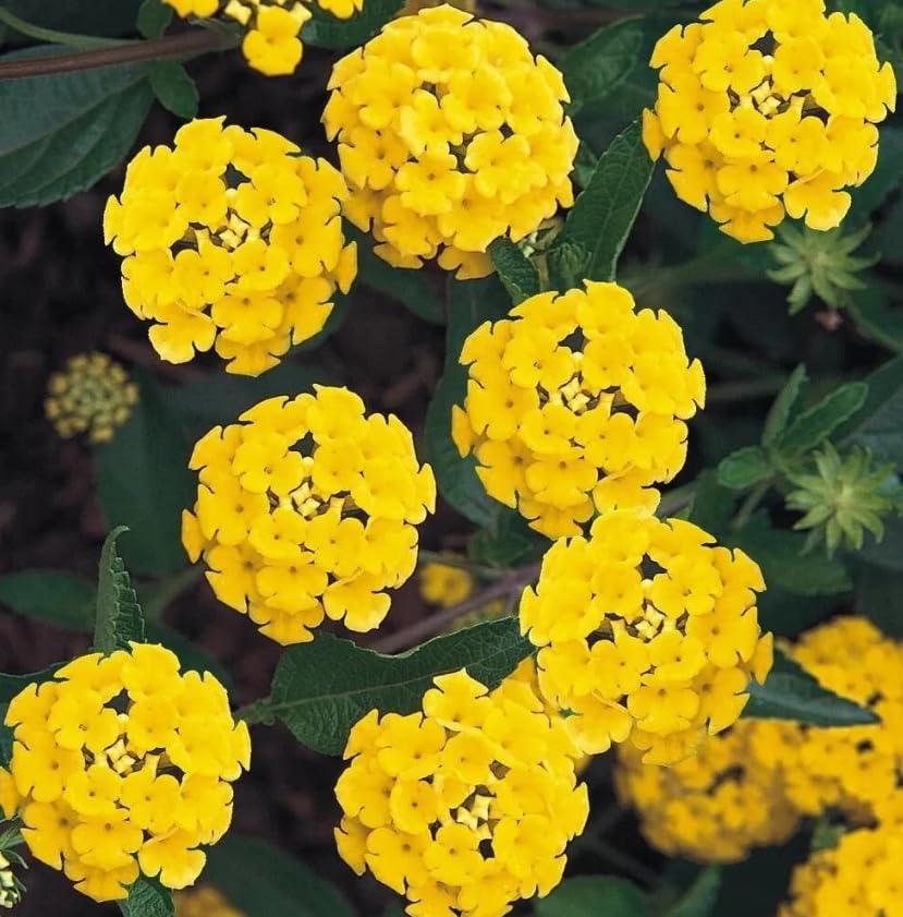 Lantana Live Plants for Outdoor Planting, 4 to 7 Inch Tall, 4 Inch Pot, Multicolor K14941