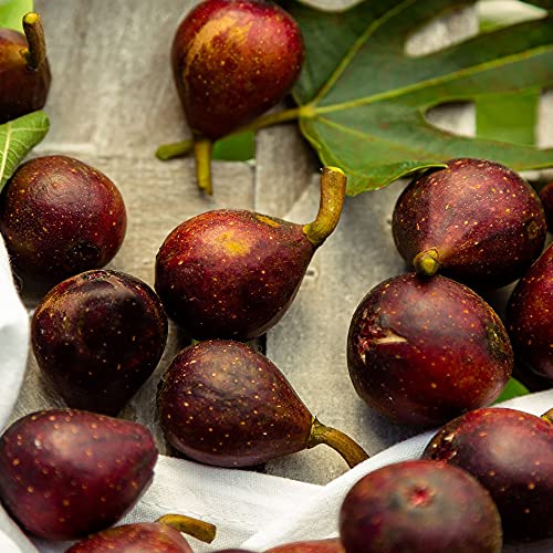 Brown Turkey Fig Tree, 2.25 Gallon T199