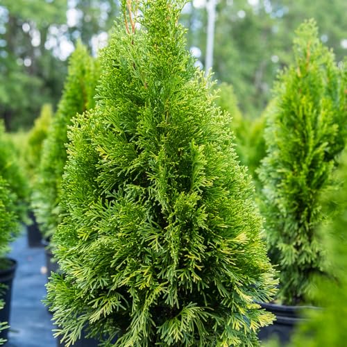 Emerald Green Arborvitae Privacy Hedge, 3 Gal. Grower's Pot N261359