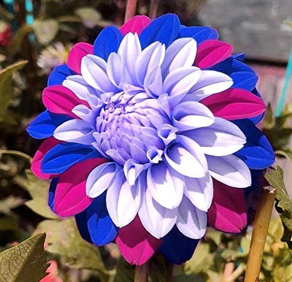 3g Rare Blue and White Point Dahlia Seeds Beautiful Perennial Flowers