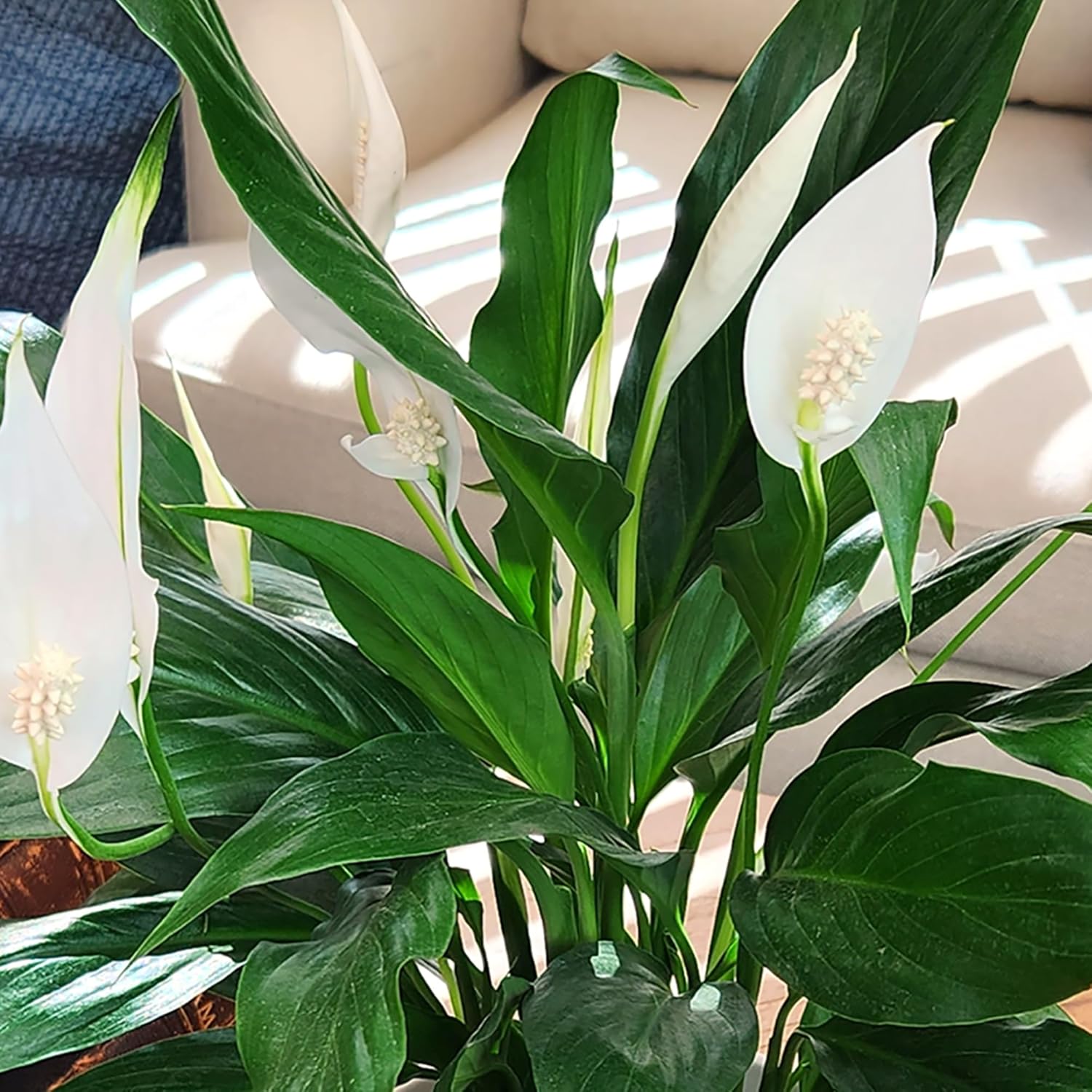 Peace Lily Plant in White 6 Inch Pot, Live Houseplant for Office and Low Light E57814