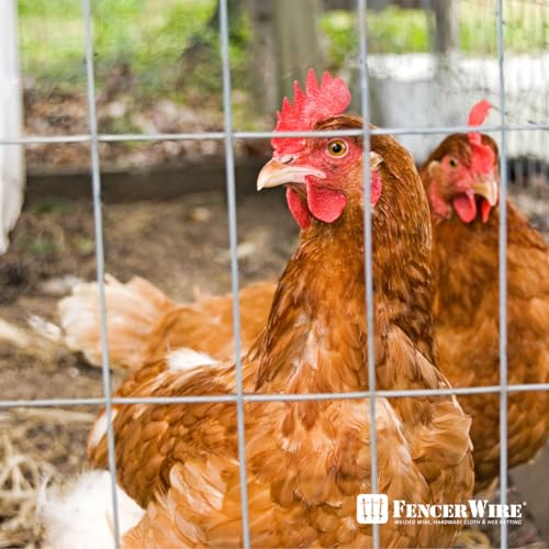 Galvanized Welded Wire Mesh 2x4 Inch D512