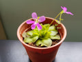 New Fresh 10pcs Butterwort Carnivorous Flower Seeds