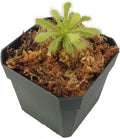 Starshine Sundew - Drosera coccicaulis "Alba" - Bug-Eating Carnivorous Plant - Live Arrival, 3" Pot & Soil Included - Predatory Plants