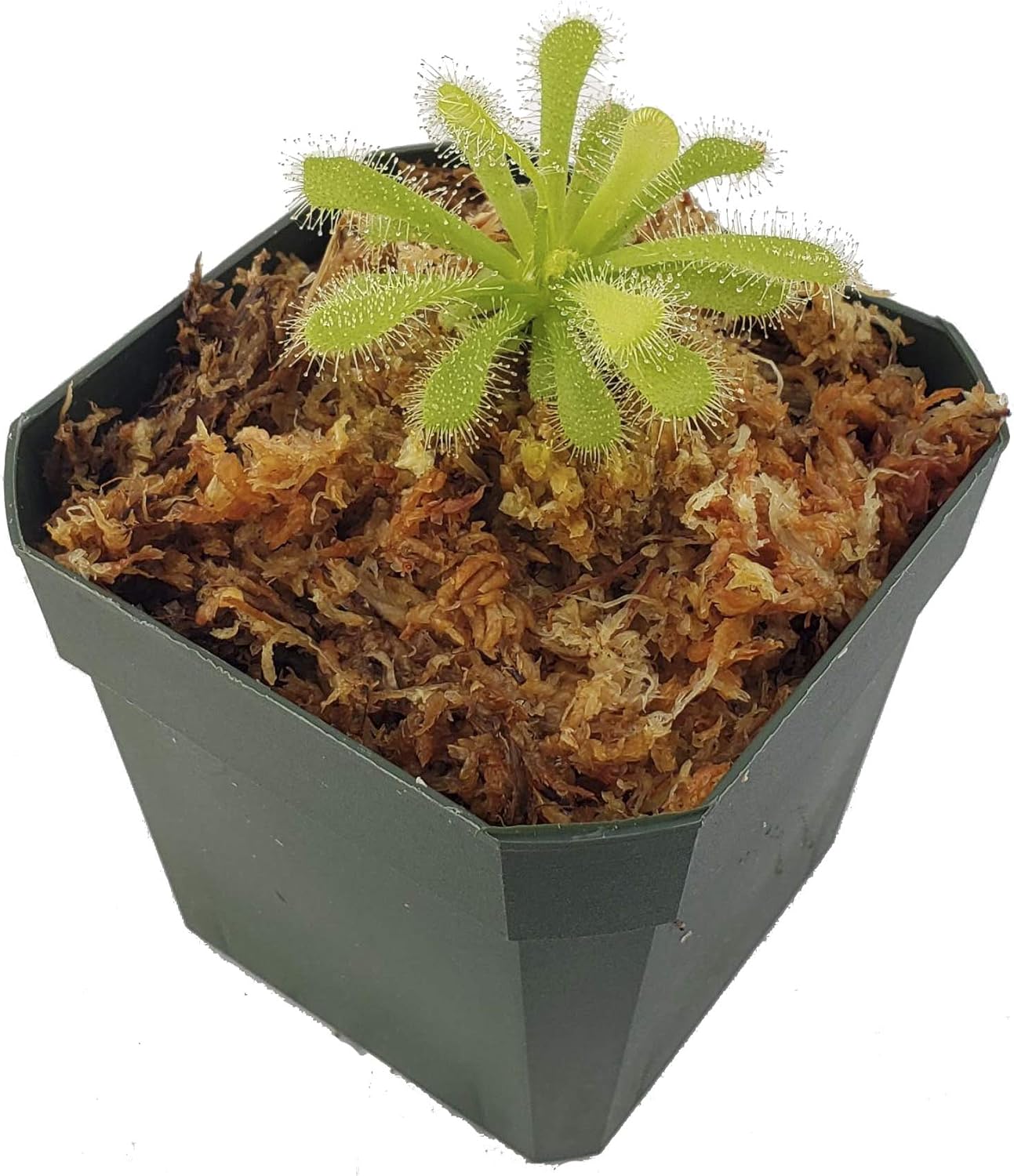 Starshine Sundew - Drosera coccicaulis "Alba" - Bug-Eating Carnivorous Plant - Live Arrival, 3" Pot & Soil Included - Predatory Plants