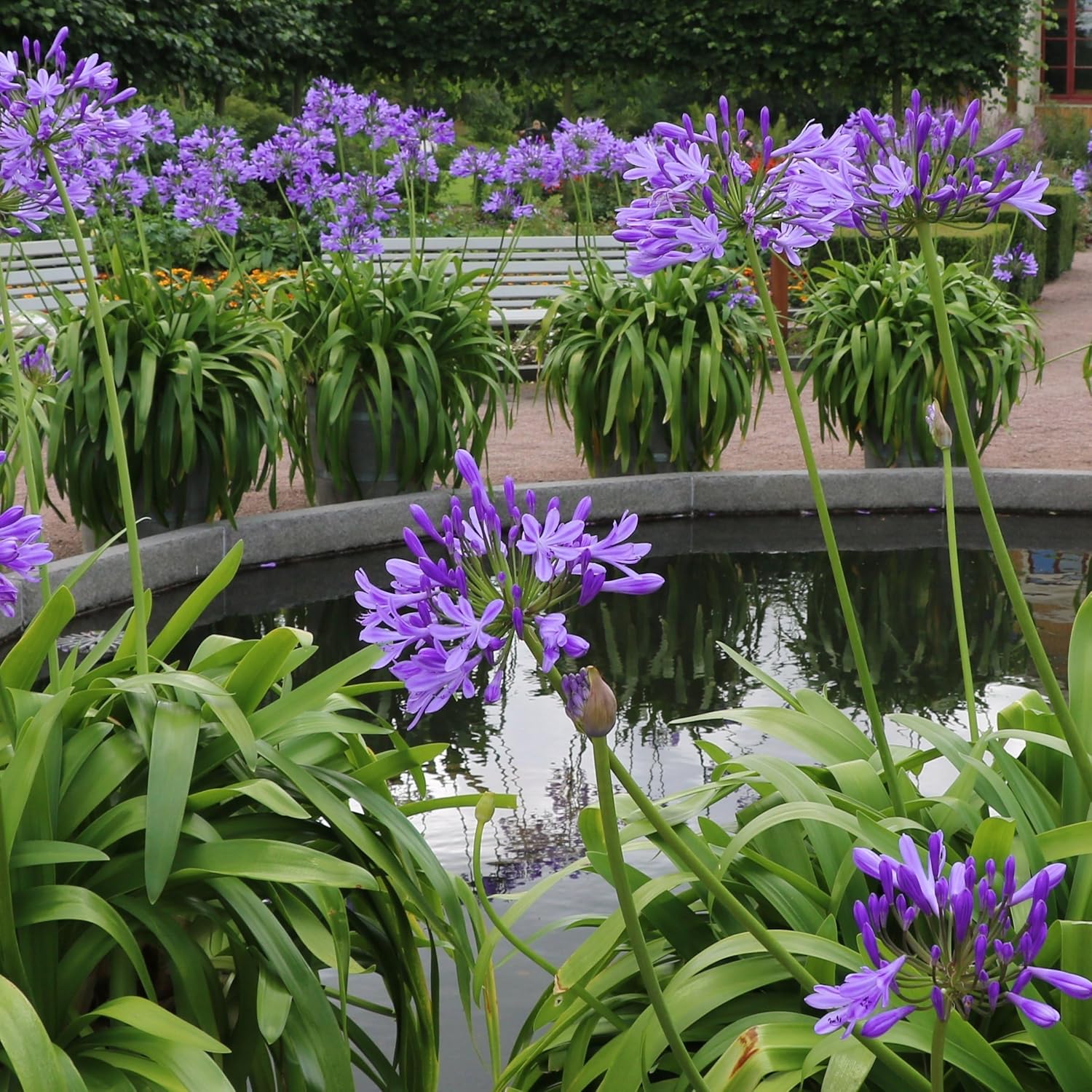 Purple Agapanthus Plant, 1 Gallon L8235