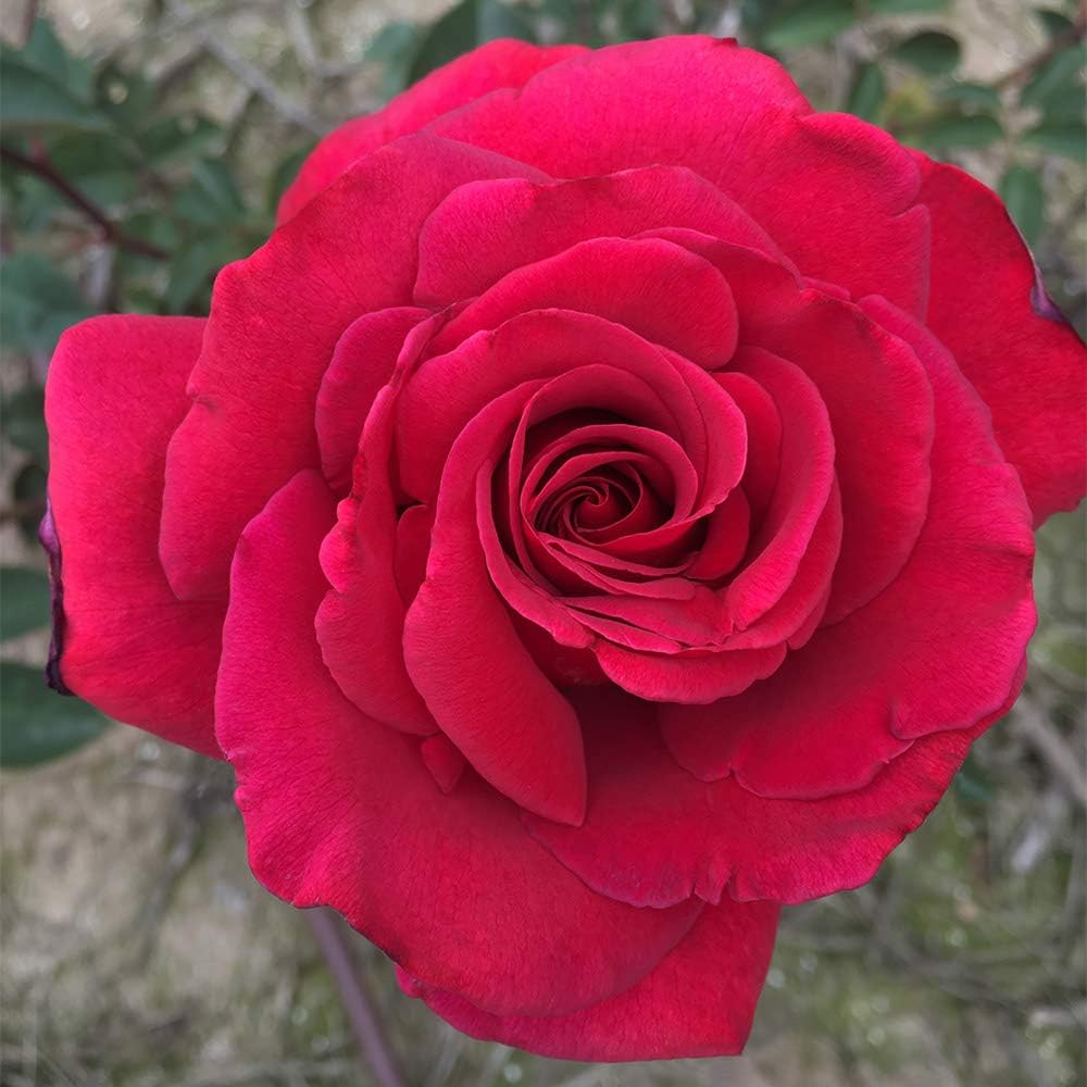 Nearly Thornless Red Rose Bush for Outdoor Planting D17901