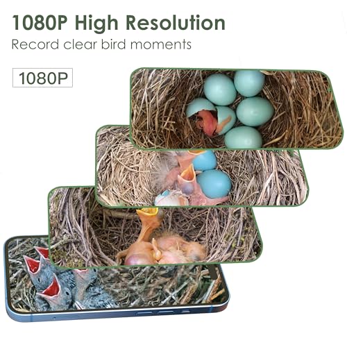Solar Powered Bird House with HD Camera for Outdoor Viewing J875209