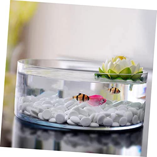 Glass Hydroponic Vase Terrarium Planter for Succulents and Fish Tank I270