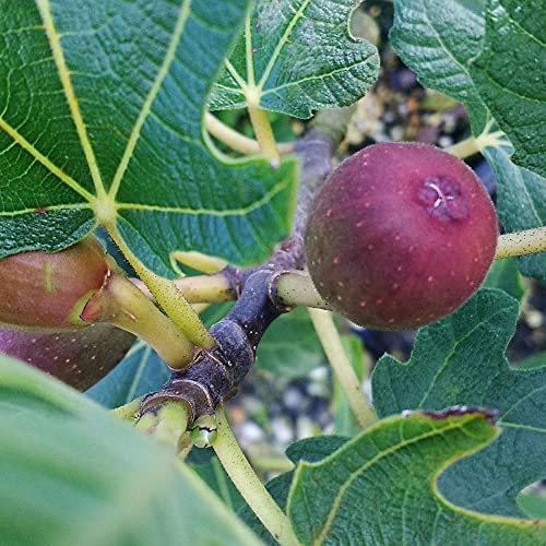 Brown Turkey Fig Tree, 2.25 Gallon T199