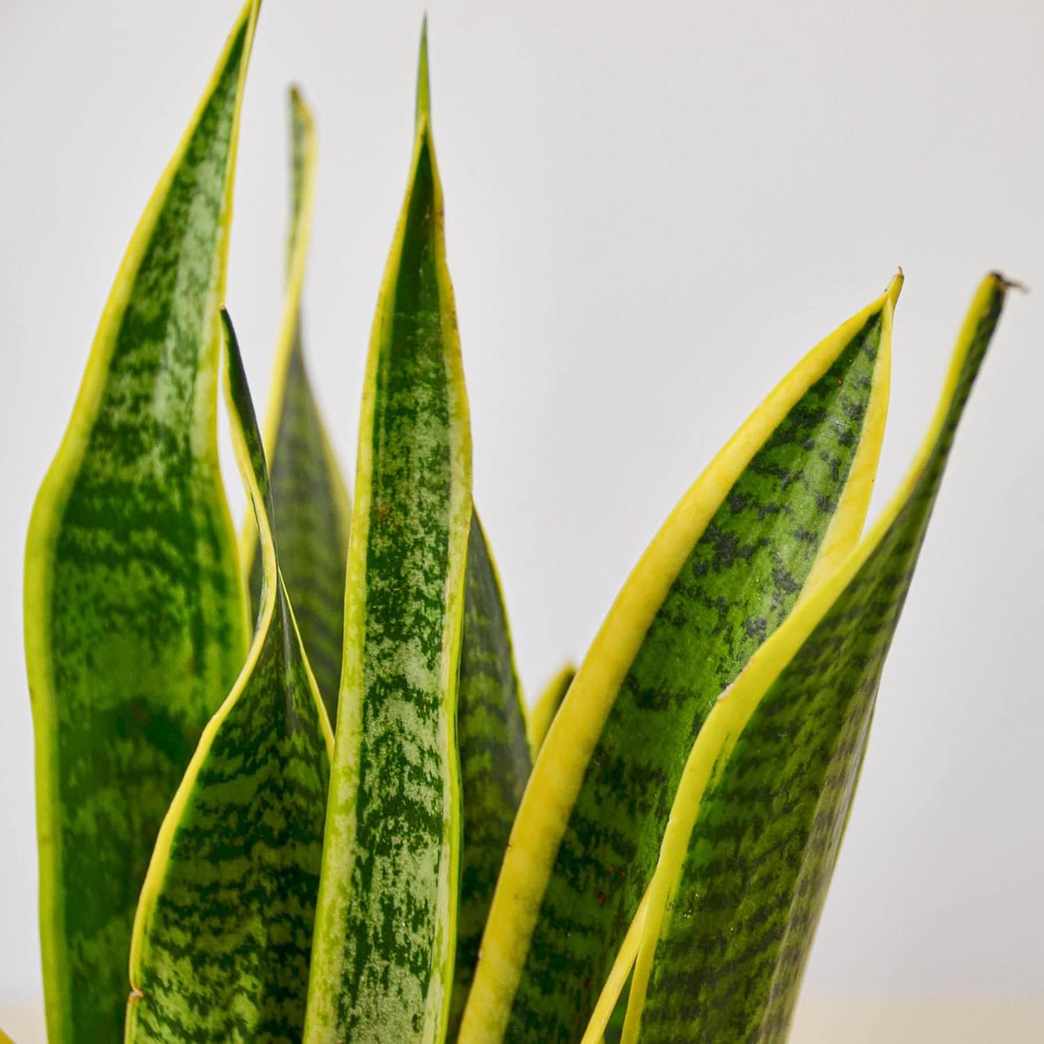 Snake Plant Laurentii Live Indoor Plant Easy Care Natural Décor M3993
