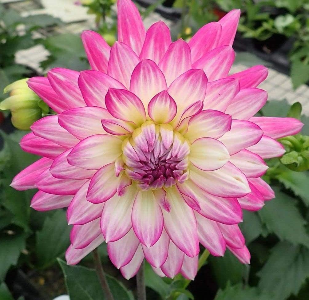 Rare Blue and White Dahlia Seeds Perennial Flowers W52030