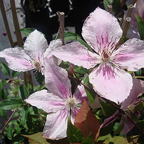 Clematis Pink Fantasy Live Plant in 4 Inch Growers Pot U623