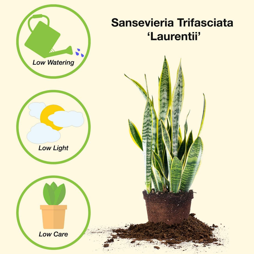 Snake Plant Sansevieria 16in Tall in 6in Grower's Pot T31398