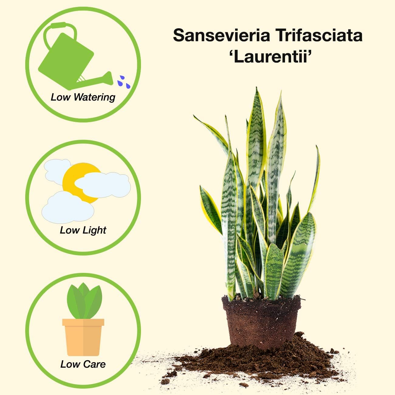 Snake Plant Sansevieria 16in Tall in 6in Grower's Pot T31398