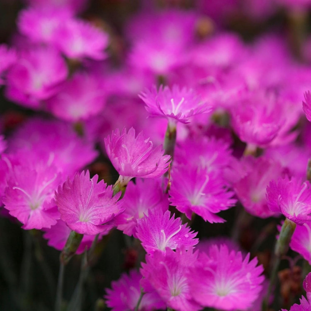 Clovers Garden Dianthus Firewitch (Pinks) Plants – Two (2) Live Plants – Non-GMO - Not Seeds - Each 4" to 8" Tall – in 4" Inch Pots – Pink Flowers, Classic Cottage Garden Flower